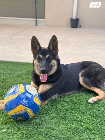 תמונת מודעה - חיות מחמד