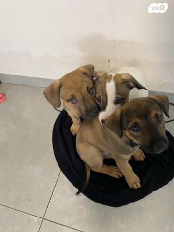 תמונת מודעה - חיות מחמד