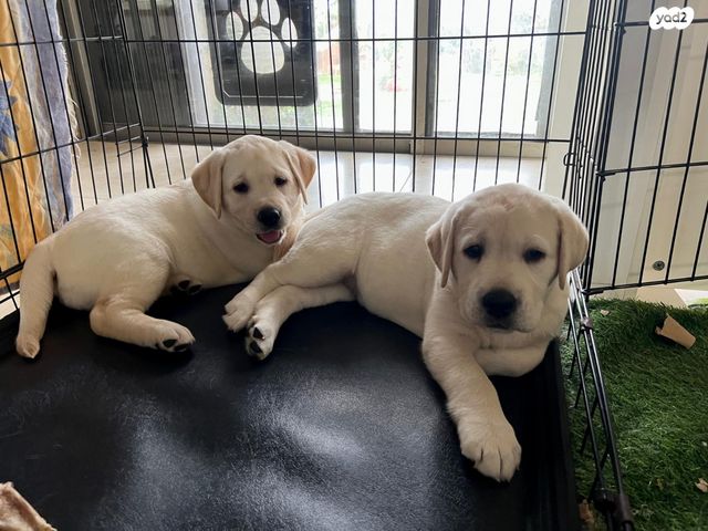 תמונת מודעה - חיות מחמד