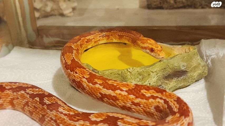 תמונת מודעה - חיות מחמד