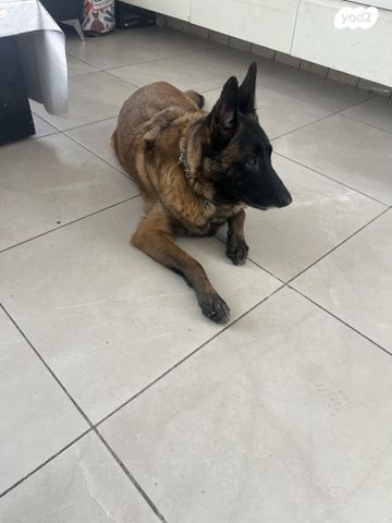 תמונת מודעה - חיות מחמד