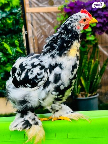 תמונת מודעה - חיות מחמד