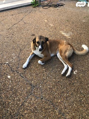 תמונת מודעה - חיות מחמד