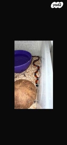 תמונת מודעה - חיות מחמד