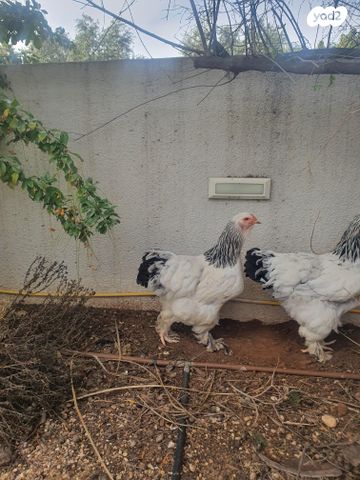 תמונת מודעה - חיות מחמד