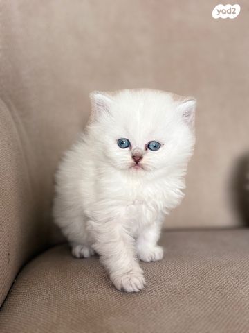 תמונת מודעה - חיות מחמד