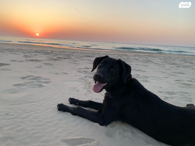 תמונת מודעה - חיות מחמד