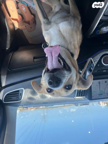 תמונת מודעה - חיות מחמד