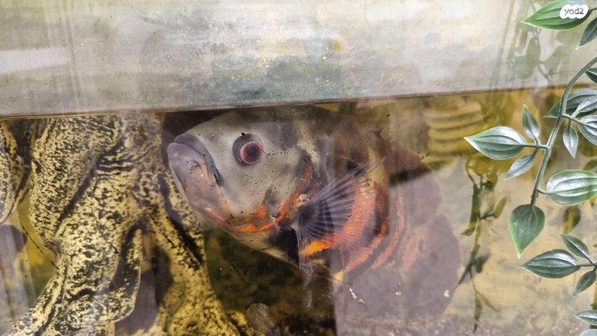 תמונת מודעה - חיות מחמד