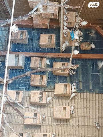 תמונת מודעה - חיות מחמד