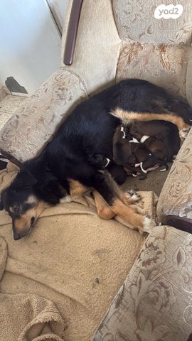 תמונת מודעה - חיות מחמד