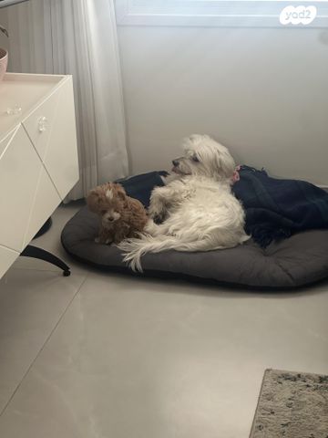 תמונת מודעה - חיות מחמד