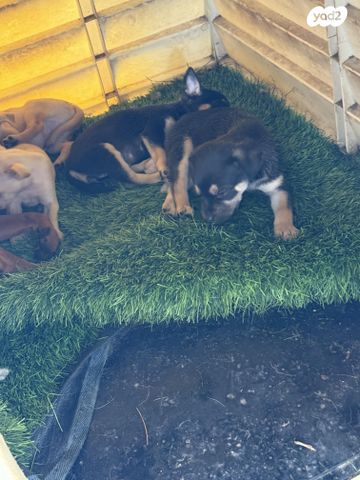 תמונת מודעה - חיות מחמד