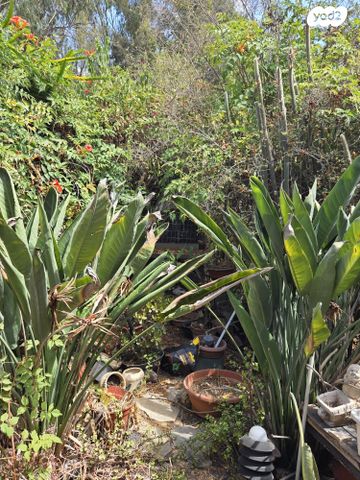 המושבה הגרמנית