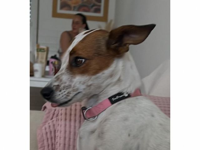 תמונת מודעה - חיות מחמד