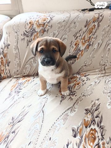 תמונת מודעה - חיות מחמד