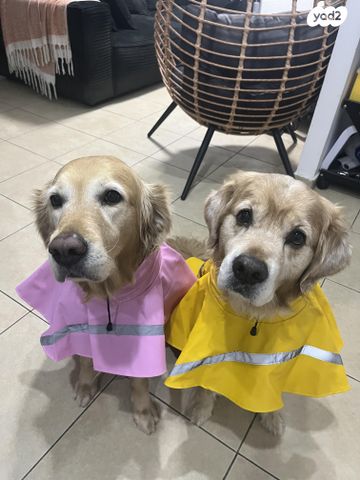 תמונת מודעה - חיות מחמד