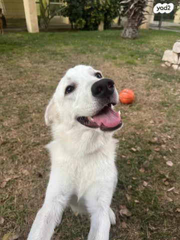 תמונת מודעה - חיות מחמד