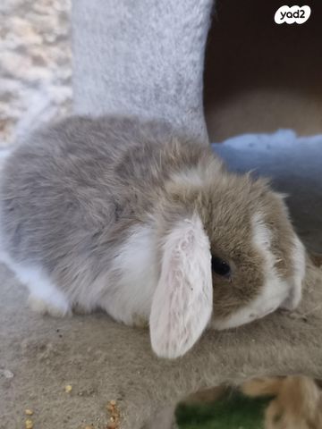 תמונת מודעה - חיות מחמד