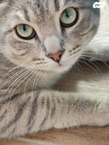 תמונת מודעה - חיות מחמד