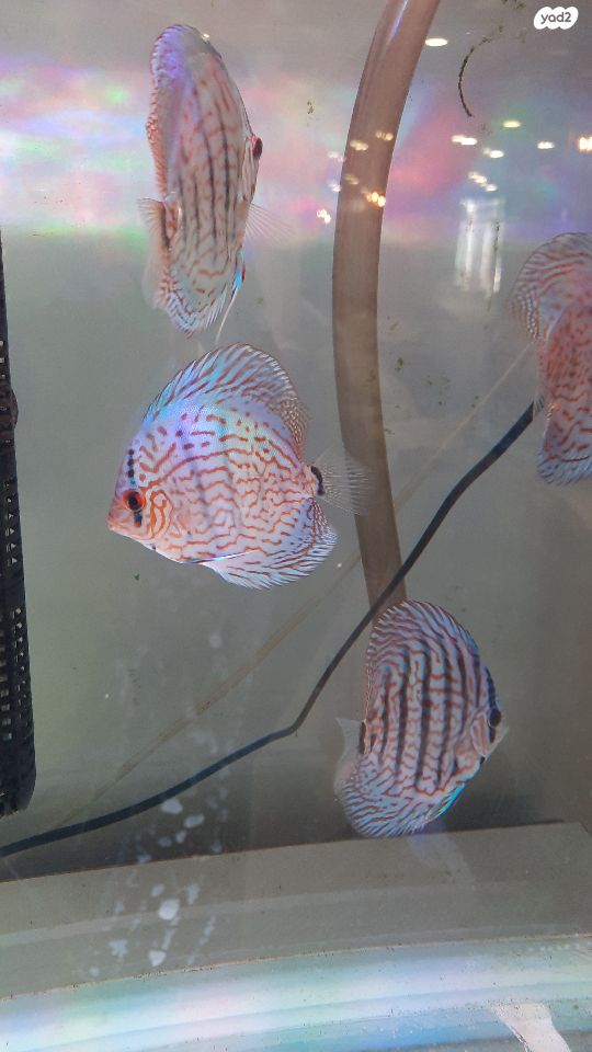 תמונת מודעה - חיות מחמד