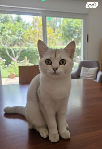 תמונת מודעה - חיות מחמד