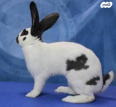 תמונת מודעה - חיות מחמד