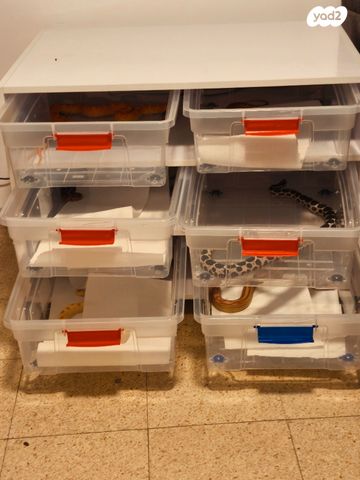 תמונת מודעה - חיות מחמד