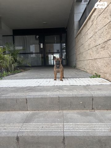 תמונת מודעה - חיות מחמד