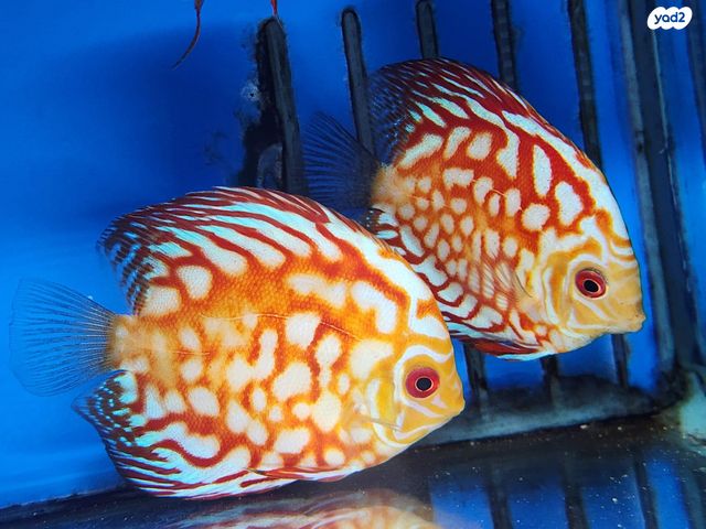 תמונת מודעה - חיות מחמד