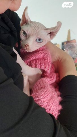 תמונת מודעה - חיות מחמד