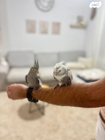 תמונת מודעה - חיות מחמד