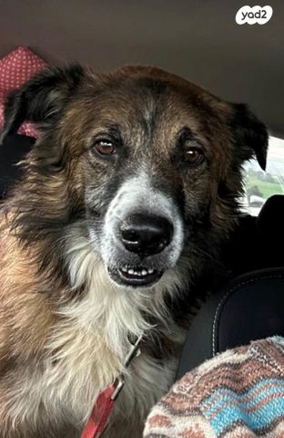 תמונת מודעה - חיות מחמד