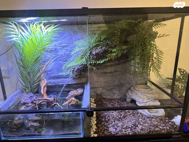 תמונת מודעה - חיות מחמד