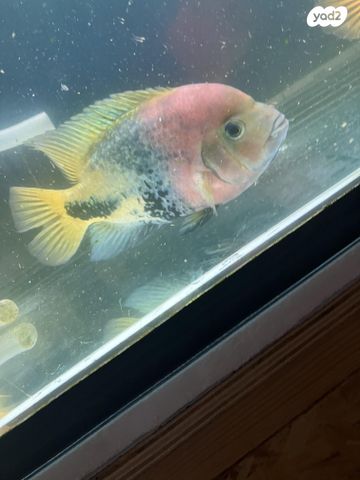 תמונת מודעה - חיות מחמד