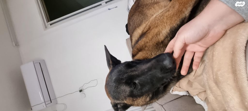 תמונת מודעה - חיות מחמד