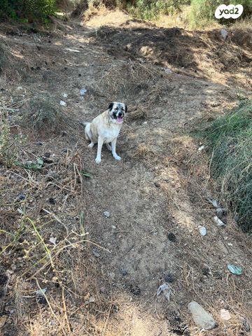 תמונת מודעה - חיות מחמד