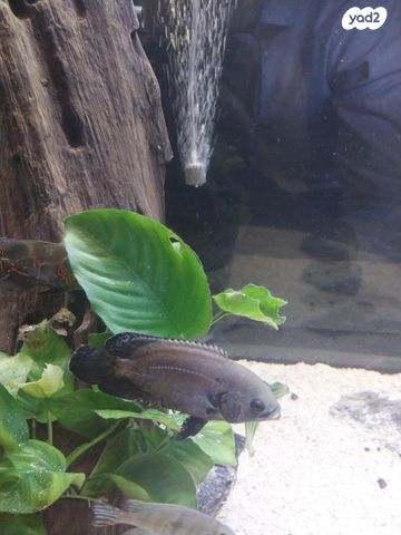 תמונת מודעה - חיות מחמד