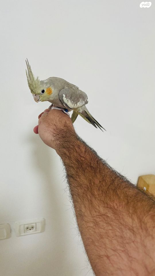 תמונת מודעה - חיות מחמד