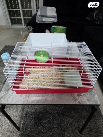 תמונת מודעה - חיות מחמד