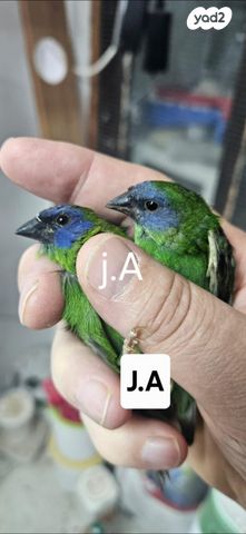 תמונת מודעה - חיות מחמד