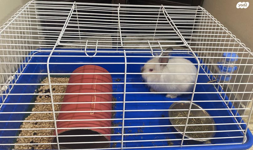 תמונת מודעה - חיות מחמד