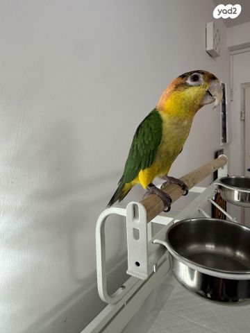 תמונת מודעה - חיות מחמד