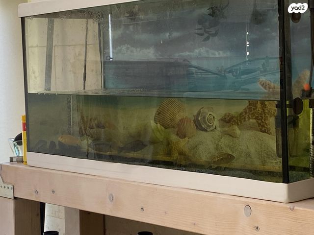 תמונת מודעה - חיות מחמד