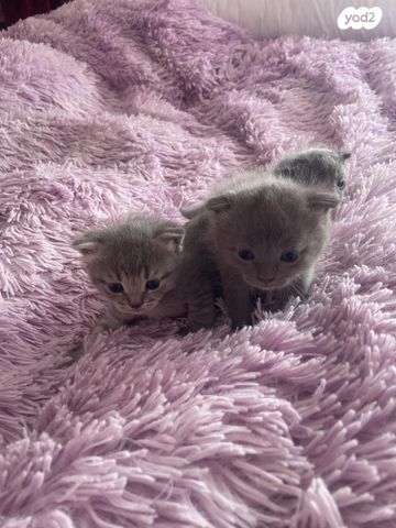 תמונת מודעה - חיות מחמד