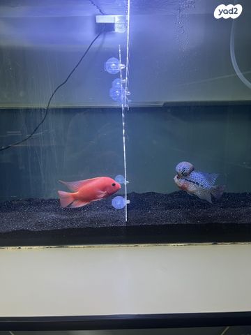 תמונת מודעה - חיות מחמד