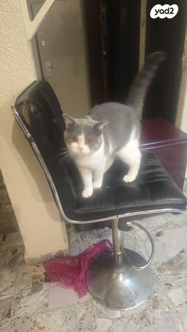 תמונת מודעה - חיות מחמד