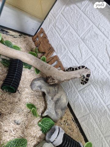 תמונת מודעה - חיות מחמד