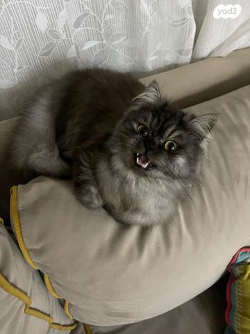 תמונת מודעה - חיות מחמד