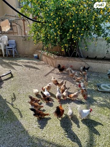 תמונת מודעה - חיות מחמד